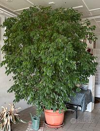 Pianta Ficus Benjamina