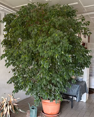Pianta Ficus Benjamina