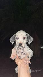 Vendita cani cuccioli dalmata