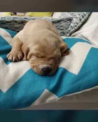 Cuccioli Labrador Breton