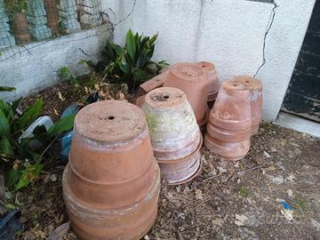 vari vasi per piante di grandi dimensioni 