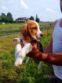 Beagle