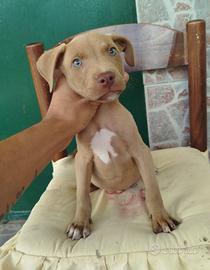 Cuccioli pitbull