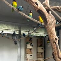 Inseparabili personata