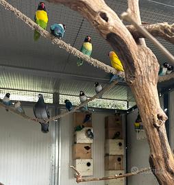 Inseparabili personata