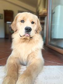 Golden retriever Americano 100% da monta