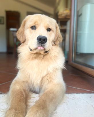 Golden retriever Americano 100% da monta