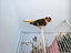 Immagine 4