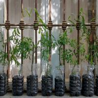 salix babylonica tortuosa (salice contorto)