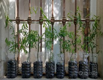 salix babylonica tortuosa (salice contorto)