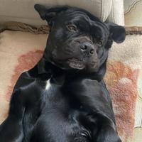 Cane corso monta bologna