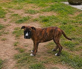 Pitbull 