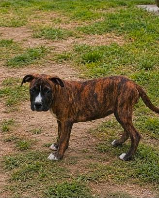 Pitbull 