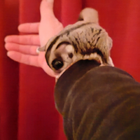 Petauro dello zucchero