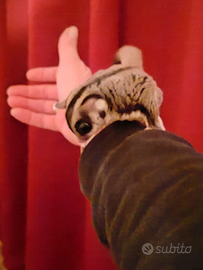 Petauro dello zucchero