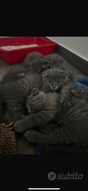 Gatti scottish Fold