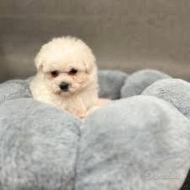 Maltese taglia toy maschietti