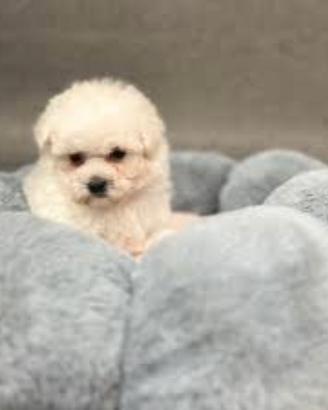 Maltese taglia toy maschietti