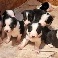Cuccioli Border Collie linea da lavoro :)