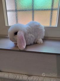 Coniglio nano ariete