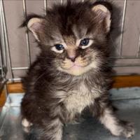 Magnifica cucciolata di gatti Maine Coon