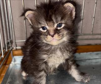 Magnifica cucciolata di gatti Maine Coon
