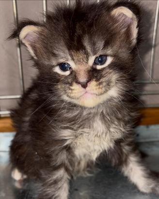Magnifica cucciolata di gatti Maine Coon