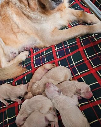 Cuccioli Golden Retriever disponibili dal 24 /12