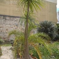 Nolina guatemalensis di grandi dimensioni