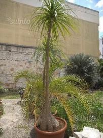 Nolina guatemalensis di grandi dimensioni