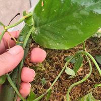 Raphidopora latevaginata 