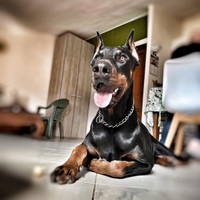 Dobermann