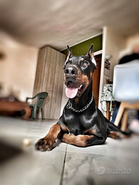 Dobermann