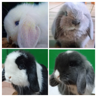 Minilop conigli nani ariete