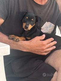 Pinscher nano