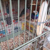 4 Coppie diamanti di gould piu gabbia