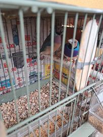 4 Coppie diamanti di gould piu gabbia