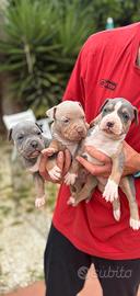 Pitbull tricolor e blue