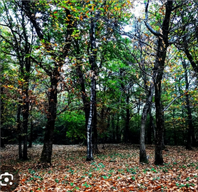Terreno con castagne