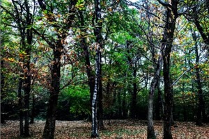 Terreno con castagne
