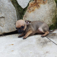 Cuccioli chihuahua