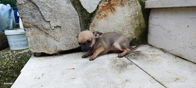 Cuccioli chihuahua