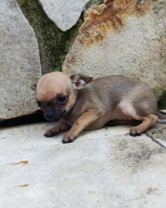 Cuccioli chihuahua