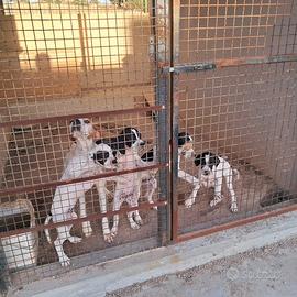 Cuccioli pointer Sardegna