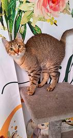 Justin, 6 mesi tigratino coccolone