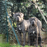 Cuccioli cane corso
