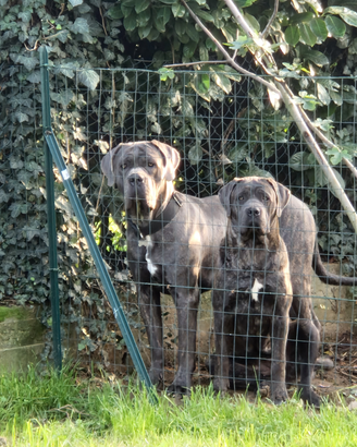 Cuccioli cane corso