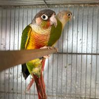 Pappagalli Pyrrhura molinae coppia