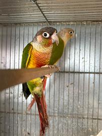 Pappagalli Pyrrhura molinae coppia