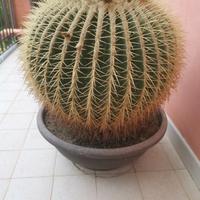 pianta grassa in vaso